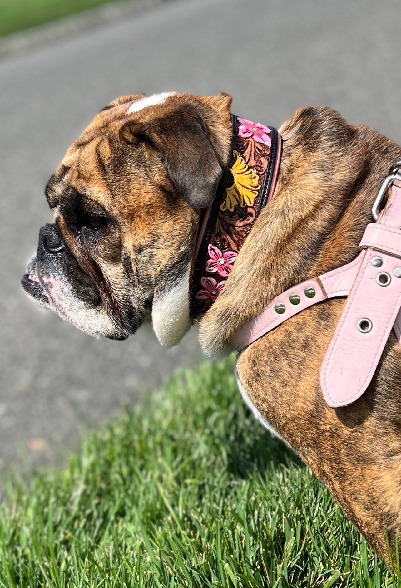 Maui Dog Collar